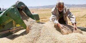 تولید ۱۵ میلیون تن و خودکفایی کامل در گندم