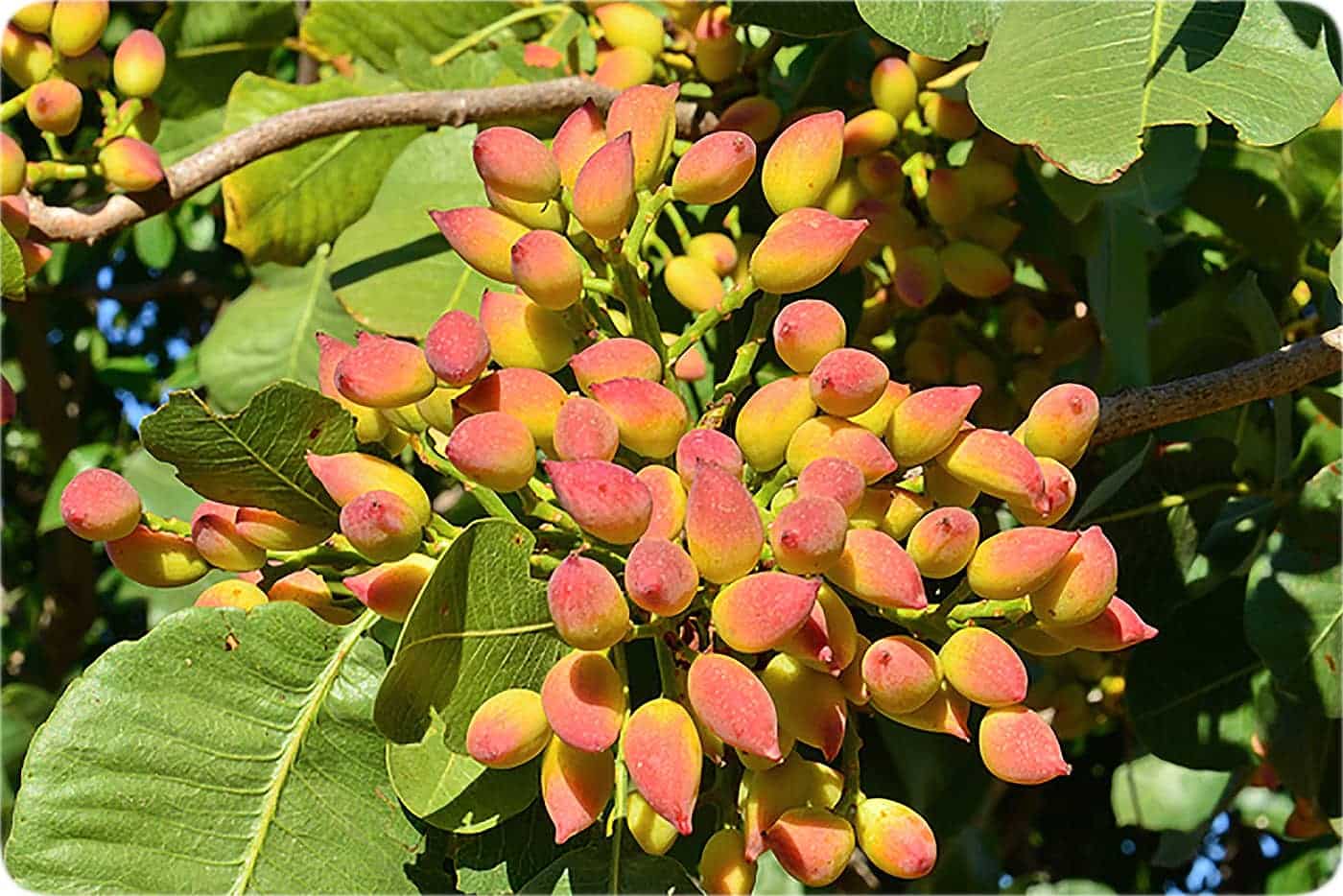 کاهش ۱۰ درصدی تولید پسته نسبت به سال گذشته