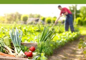 از مزرعه تا سفره؛ ضرورت توجه به کالای استراتژیک ایرانی