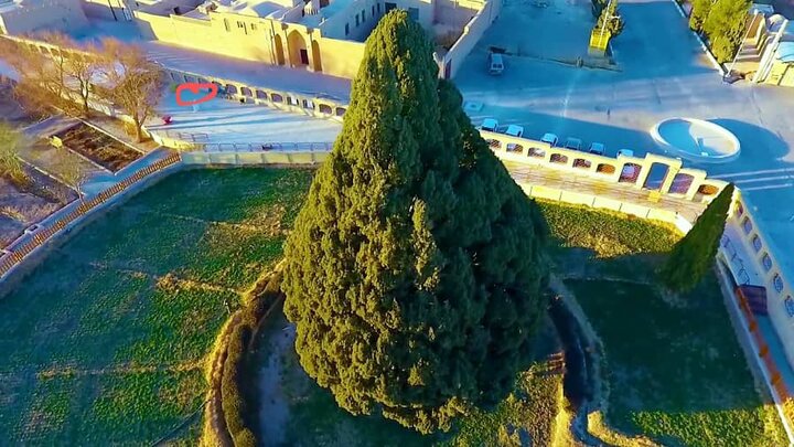 محصورتر شدن سرو ابرکوه با ساخت اتاق نگهبانی در عرصه